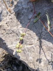 Melilotus neapolitanus