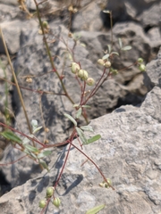 Melilotus neapolitanus