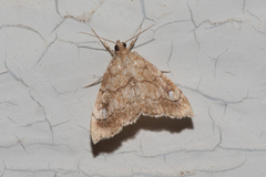 Scybalistodes periculosalis