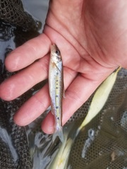 Erimystax dissimilis