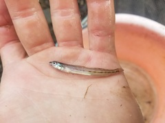 Ammocrypta pellucida