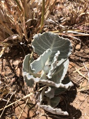 Asclepias nummularia