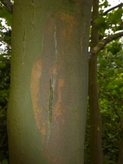 Splanchnonema platani