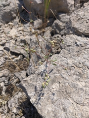Melilotus neapolitanus