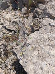 Melilotus neapolitanus