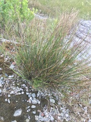 Oreojuncus trifidus