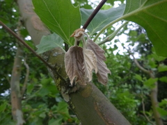 Splanchnonema platani