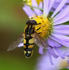 Helophilus obscurus