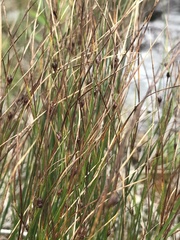 Oreojuncus trifidus