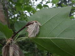 Splanchnonema platani