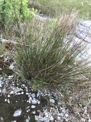 Oreojuncus trifidus