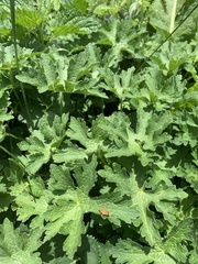 Geranium gymnocaulon