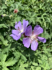 Geranium gymnocaulon