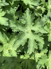 Geranium gymnocaulon