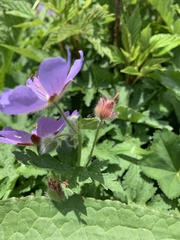 Geranium gymnocaulon