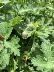 Geranium gymnocaulon