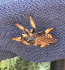 Pogonosoma maroccanum