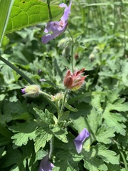 Geranium gymnocaulon