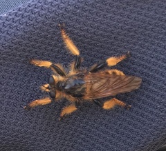 Pogonosoma maroccanum