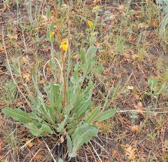 Wyethia arizonica