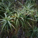 Dracophyllum traversii - Photo (c) Wildlife Travel, algunos derechos reservados (CC BY-NC)