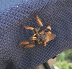 Pogonosoma maroccanum