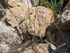 Galium verticillatum