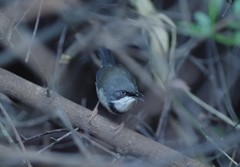 Apalis thoracica claudei
