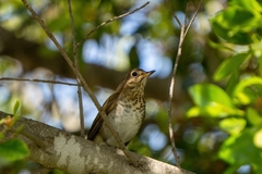 Catharus ustulatus ustulatus