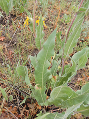 Wyethia arizonica