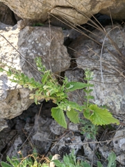 Scutellaria albida