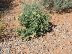 Asclepias macrosperma