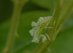 Phymata americana americana