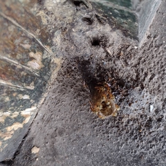 Tetragonisca angustula