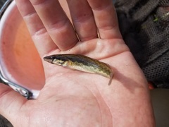 Percina macrocephala