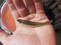 Percina macrocephala