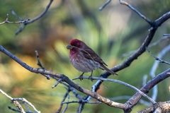 Haemorhous purpureus californicus