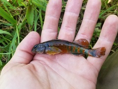 Etheostoma variatum