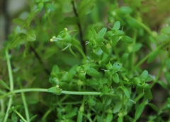 Autumnal Water Starwort (Callitriche cophocarpa)