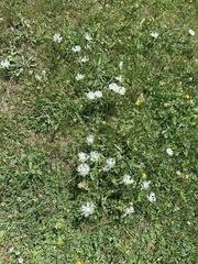 Centaurea cheiranthifolia