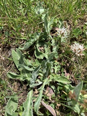 Centaurea cheiranthifolia