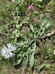 Centaurea cheiranthifolia