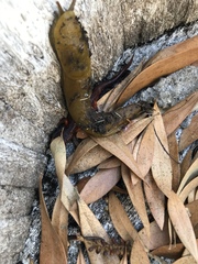 Ariolimax californicus