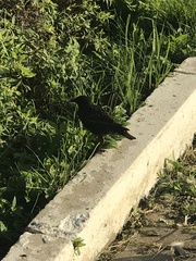 Sturnus vulgaris