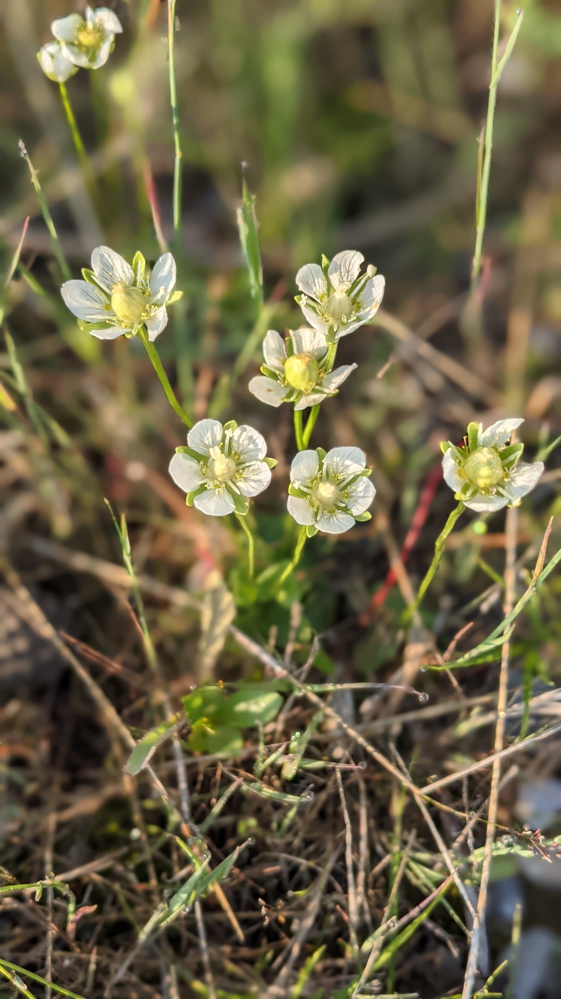 Parnassia parviflora