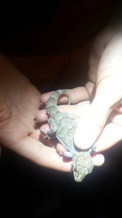 Chondrodactylus bibronii