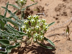 Asclepias macrosperma