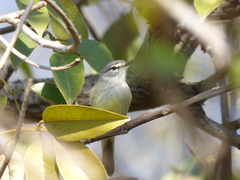 Serpophaga griseicapilla