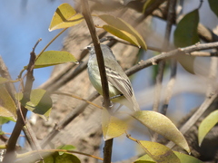 Serpophaga griseicapilla