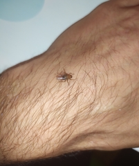 Ornithomya avicularia